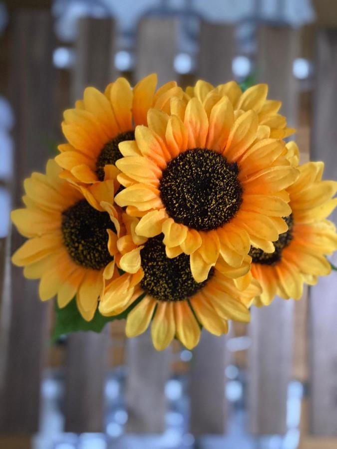 Apartment Sunflower021 Нови Сад Екстериор снимка
